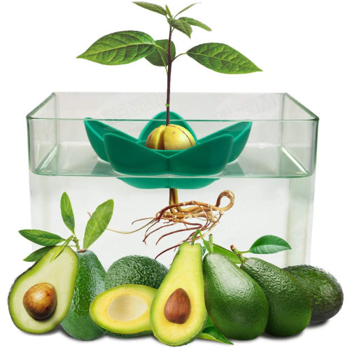 Avocado Seed Growing Kit on Sale | Grow Your Own Avocados!!