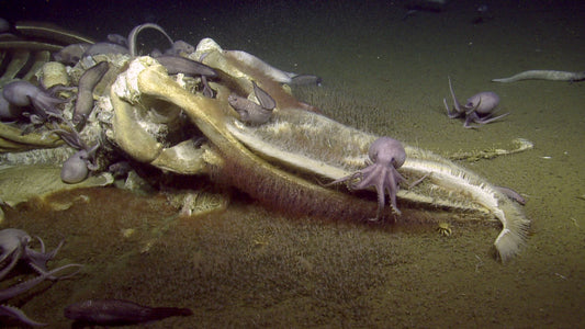 Watch A Bunch Of Scientists Freak Out Over A ‘Whale Fall’ On The Bottom Of The Ocean