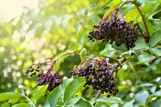 With its highly sought after berries and incomparably fragrant blossoms, elderberries are worth growing in the garden.
