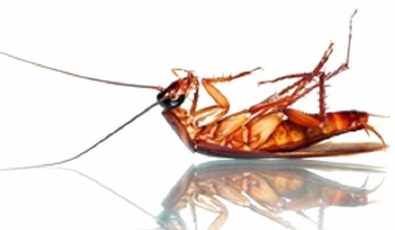 How to get rid of roaches naturally