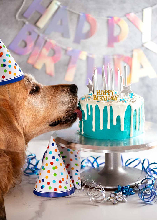 Behold: It’s a Drip decorated Dog Birthday Cake for Dozer’s 9th birthday! The goal was to build a truly impressive-looking cake that’s as convincingly “real” as possible, but made entirely out of dog-friendly, dog-consumable ingredients! How’d I...