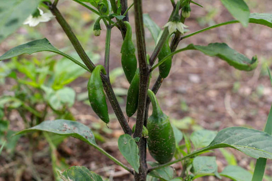 How to Plant, Grow, and Harvest Jalapeno Peppers