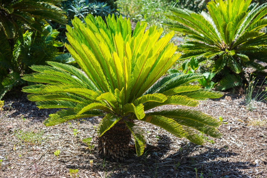 Why recently transplanted palms might not be looking so good in the garden